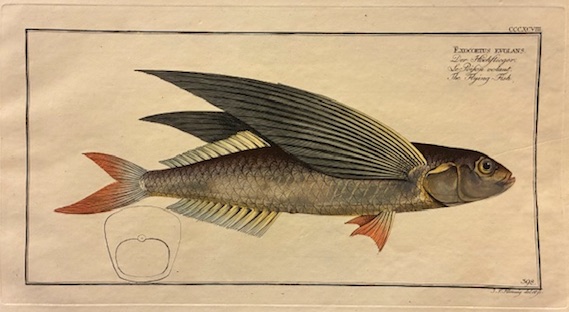 Bloch Marcus Elieser (1723-1799) Exocoetus evolans. Der Hochflieger. Le Posion volant. The Flying-Fish 1785 Berlino 